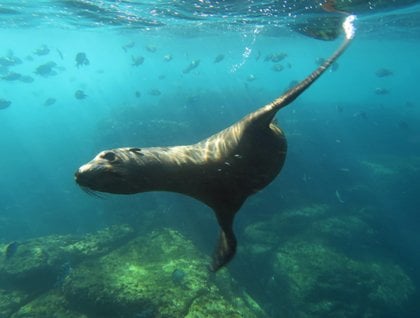 Sea Lion