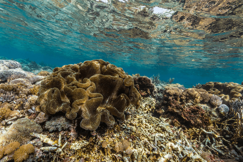 Underwater reef system on pink sand beach, Komodo National Park, Komodo Island, Indonesia