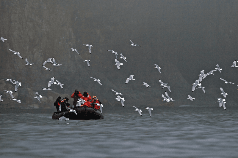 Guests photograph adult Black-legged kittiwakes flying near guests exploring by zodiac in the Svalbard Archipelago, Barents Sea, Norway