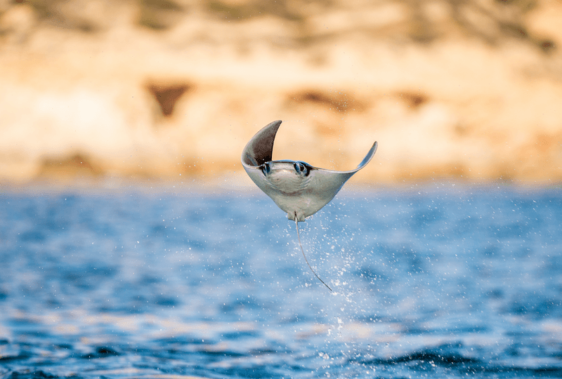 Devil ray jumping out of the water in Mexico