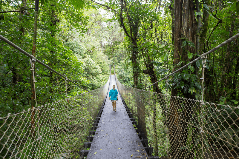 A guest walking over a hanging bridge in Monteverde Cloud Forest Biological Preserve, Monteverde, Costa Rica
