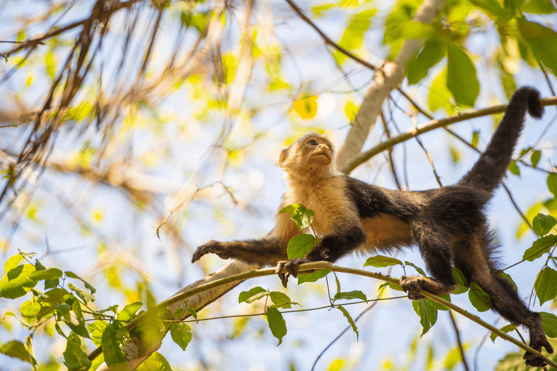 The Curú Wildlife Refuge is a Wildlife refuge of Costa Rica, part of the Tempisque Conservation Area, tropical dry forests on the southern Nicoya Peninsula, near Tambor. Although it is a wildlife refuge, it is also private property, forming part of a ranch of 12.14 square kilometres. 