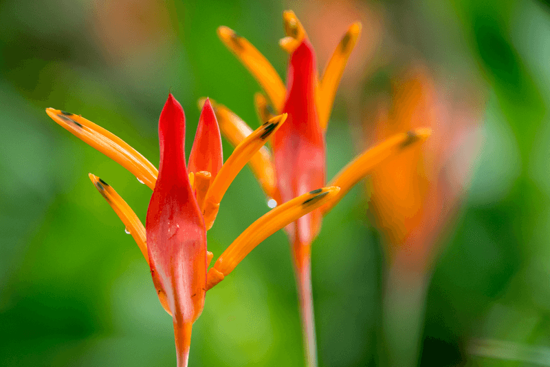 Flowers on Wallis Island