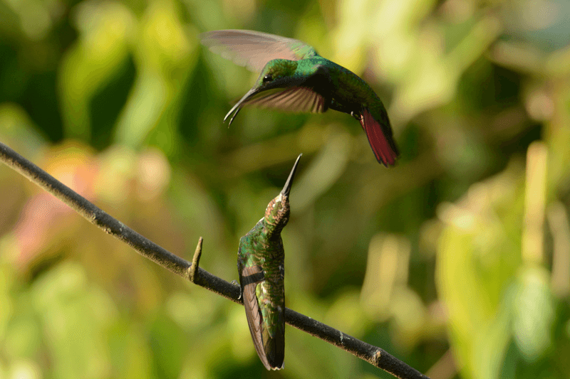 Black-throated Mango. Anthracothorax nigricollis. Asa Wright Nature Centre, Trinidad