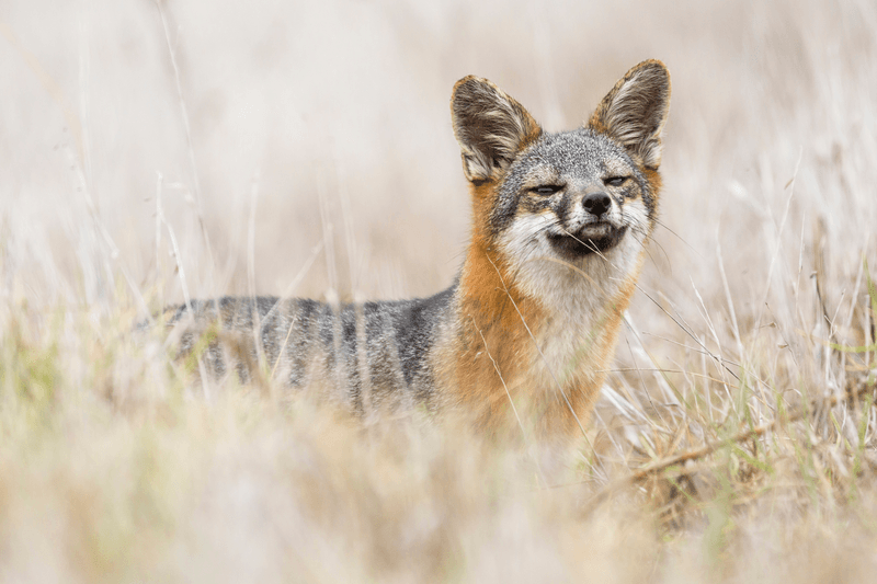 A rare, wild island fox searching for food on Santa Rosa Island in Channel Islands National Park. The island fox is found only on these islands and nowhere else in the world.