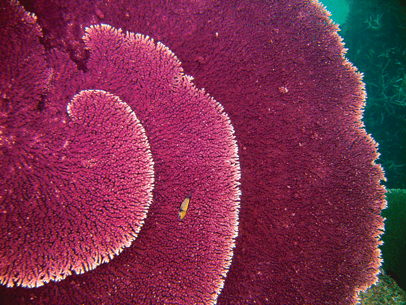 A raspberry color Acropora, a genus of small polyp stony coral, in Fiji