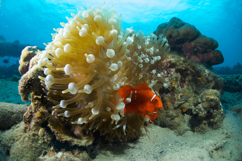 Underwater life in French Polynesia.