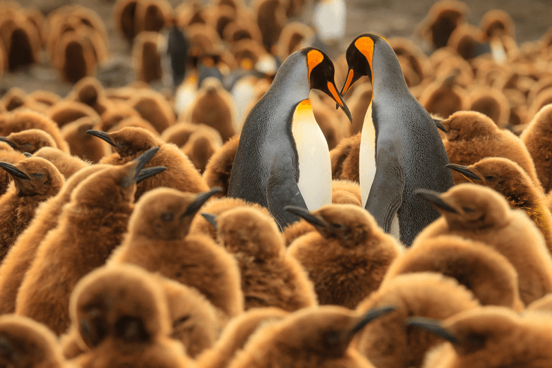 Two adult King penguins stand amoung Oakum boys in St. Andrews Bay, South Georgia
