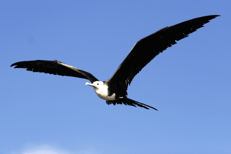 A Magnificent Frigatebird in flight, Magdalena Bay, Baja California Sur, Mexico