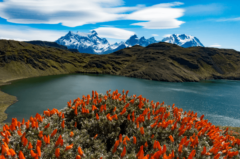 Lapageria rosea, Chile's national flower, near bloom over looking the mountians of Torres del Paine National Park, Patagonia, Chile