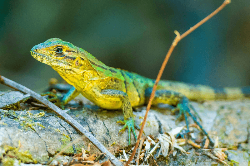 A lizard sit still on a fallen tree in the heart of the Rincón de la Vieja National Park, Guachipelin is one of the top destinations for adventure activities in Costa Rica's Guanacaste Province