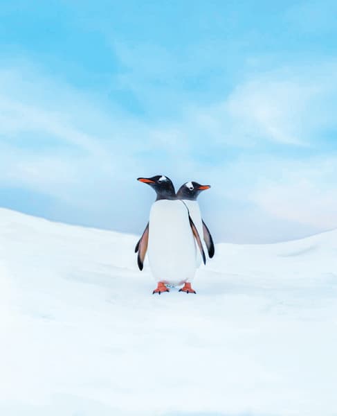 Two Gentoo penguins in Paradise Bay, Antarctic Peninsula, Antarctica