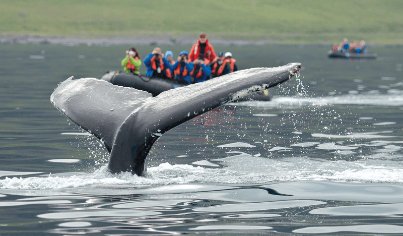 A humpback flukes in front of a zodiac expedition in Isafjordur, near Vigur Island, west Iceland
