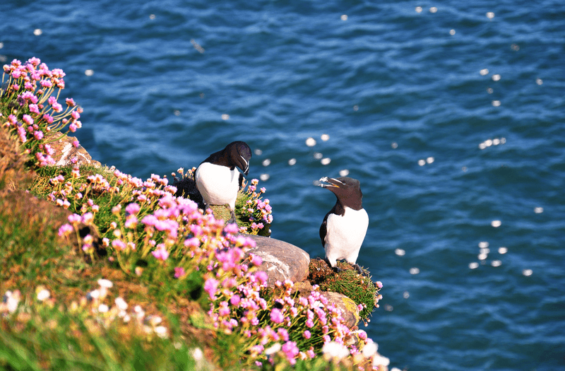 Razorbills nesting on the cliffs in Fowlsheugh Nature Reserve, Scotland. Fowlsheugh is known for its 70-metre-high cliff formations and habitat supporting prolific seabird nesting colonies