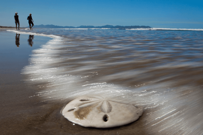 Beach combers and sand dollar, Magdalena Island, Magdalena Bay, Baja California, Mexico