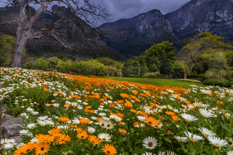 Kirstenbosch National Botanical Garden, Cape Town, South Africa, Africa