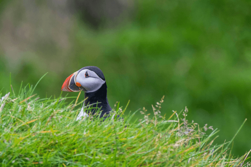 Puffins in Heimaey island
