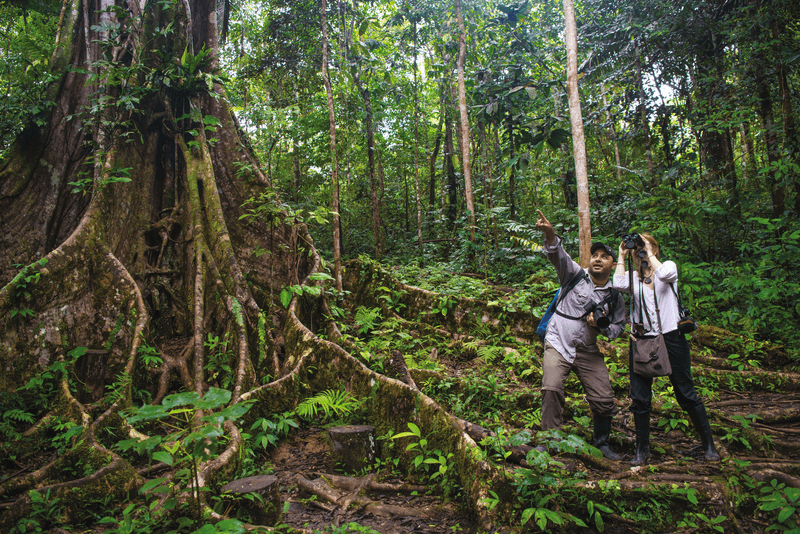 Photographer, Stanger Fig (Ficus sp), help guests spot wildlife in Pacaya-Samiria National Reserve, Amazon River, Peru.