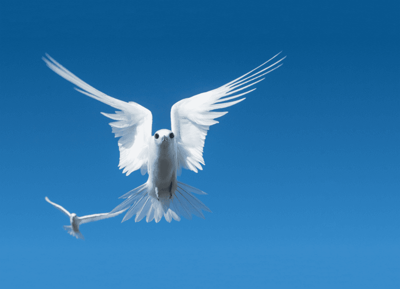 A White tern in flight through a blue sky, Pitcairn Islands