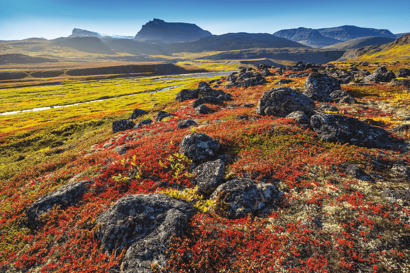 A tundra view of fall color on Disko Island, Greenland
