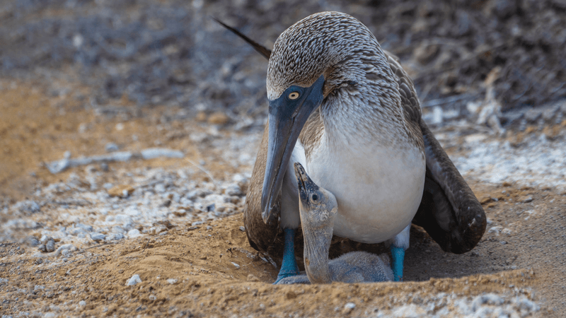 Punta Pitt with its fascinating geology, also the only site where all three booby species that occur in the Galápagos nest together. San Cristobal, Galápagos. Ecuador