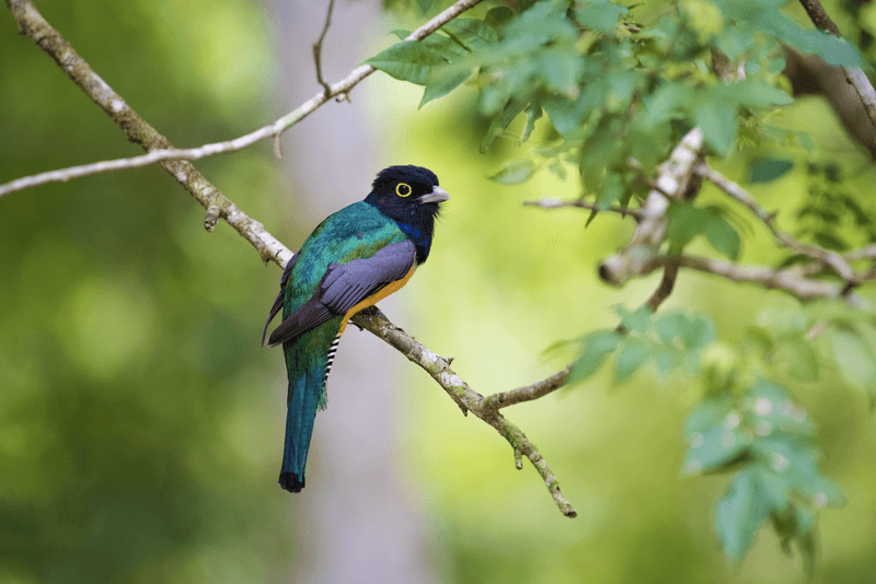 A Violaceous Trogonperched on a branch in Tikal Mayan Jungle.