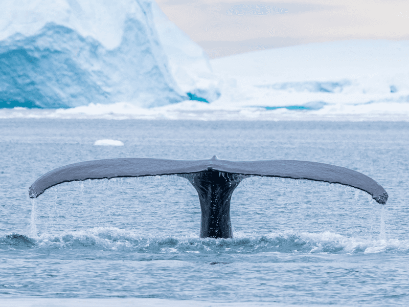 An adult humpback whale with flukes up while diving amongst the icebergs in Ilulissat, Greenland.