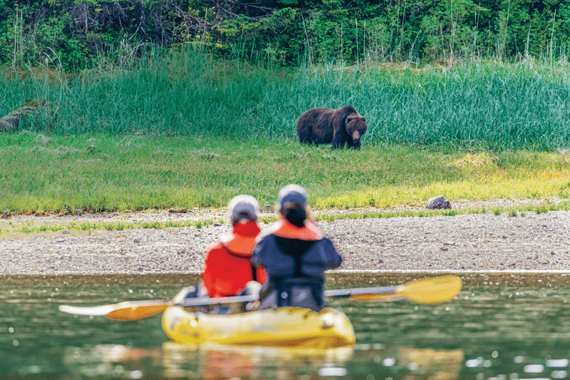 Guests kayaking are watching a brown bear from a safe distance in Pavlof Harbor in southeast Alaska, USA