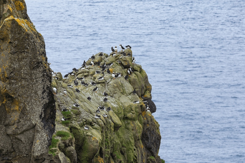 Atlantic Puffins on Mykines Islands, Faroe Islands. Denmark. Europe.