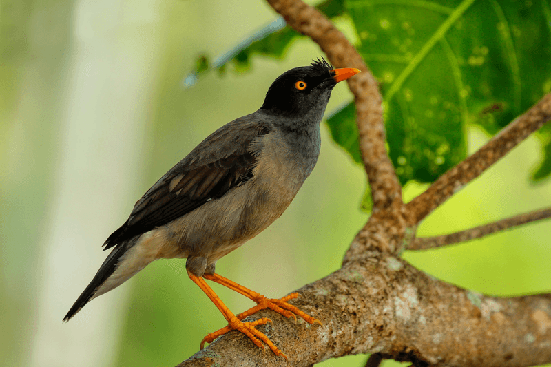 Jungle myna (Acridotheres fuscus) sitting on a tree on Taveuni Island, Fiji