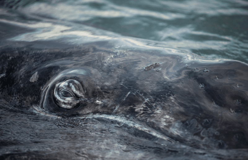 Close up detail of a Gray whale eye in Baja California Sur, Mexico