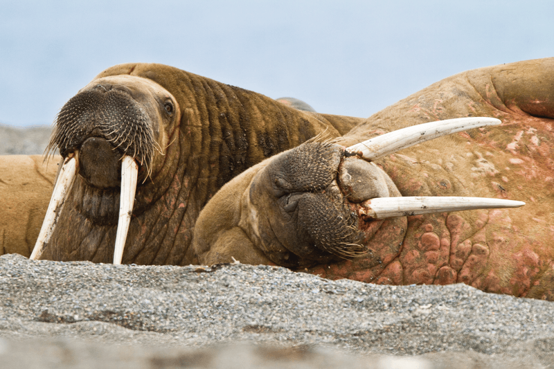 Adult male walrus on multi-year ice floes off Bölscheöya Island in the Svalbard Archipelago in the Barents Sea, Norway