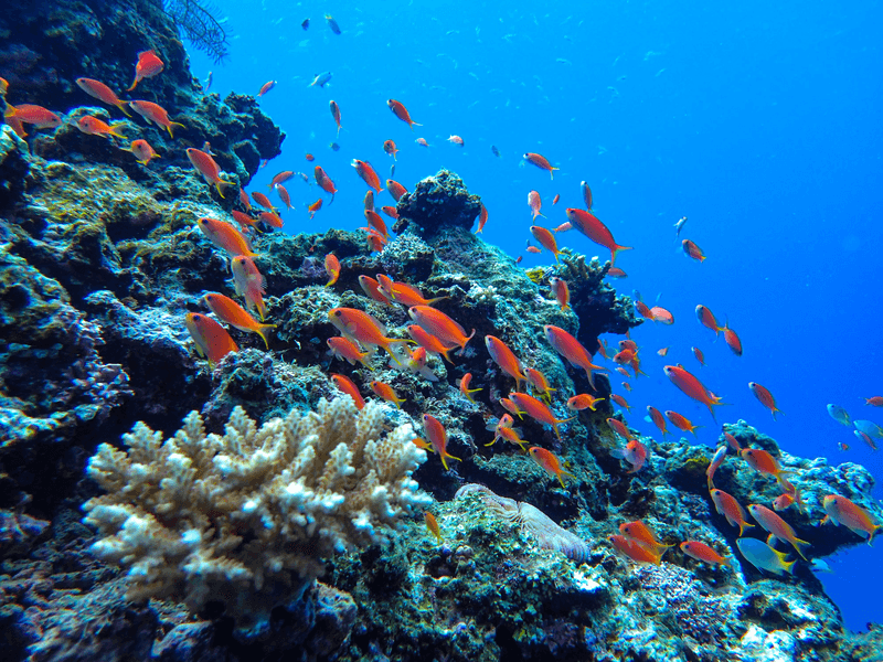 Diving of Taketomi island Okinawa, Japan