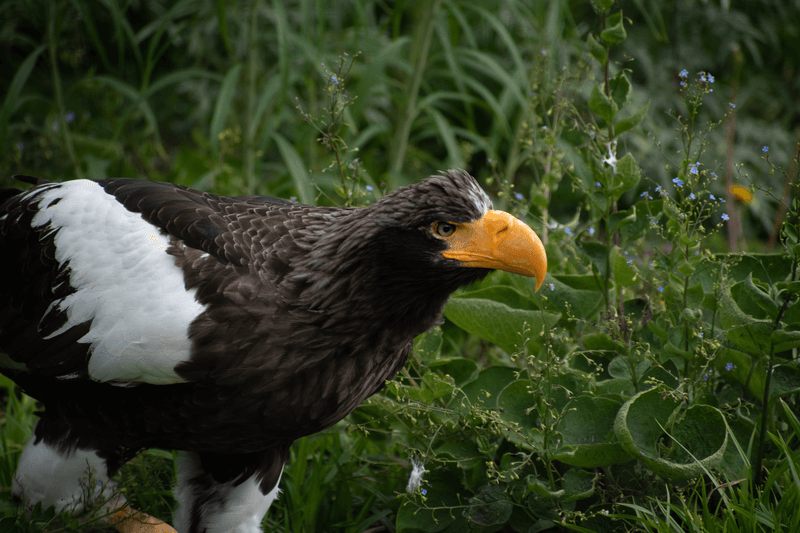 Stellars sea eagle (Haliaeetus pelagicus) walking through foiliage on the ground, Japan