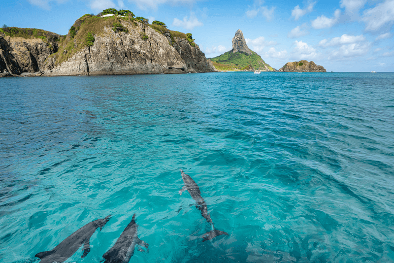 Beautiful view of Dolphins swimming with Morro do Pico, an amazing background at Fernando de Noronha sea, a Unesco World Heritage site, Pernambuco, Brazil.
