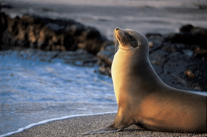 A Sea Lion resting on the beach