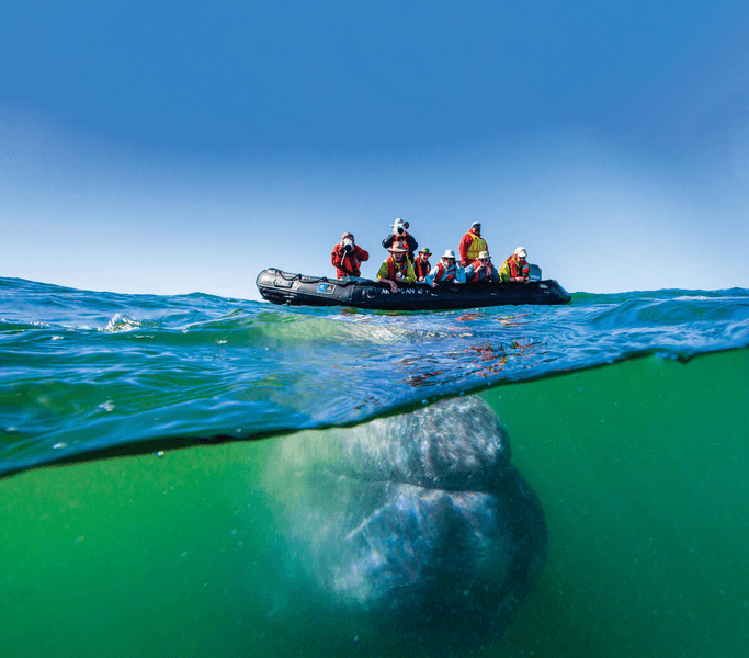 Guests exploring by zodiac have a upclose encounter with a California Gray Whale, in Magdalena Bay, Magdalena Island, Baja California, Mexico
