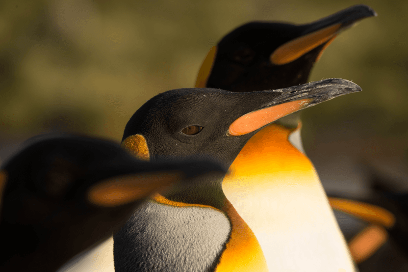 Penguins at sunrise in South Georgia Island, Antarctica