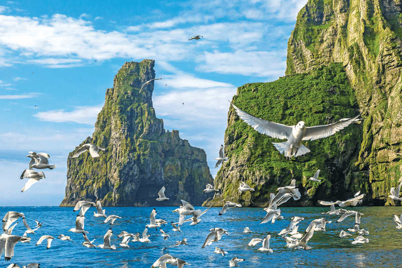 Kittiwakes take flight at Bear Island, Barents Sea, Svalbard, Norway
