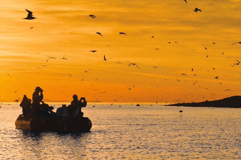 Guests bird watch during sunrise from a zodiac at Isla Rasa in the Gulf of California, Baja California, Mexico
