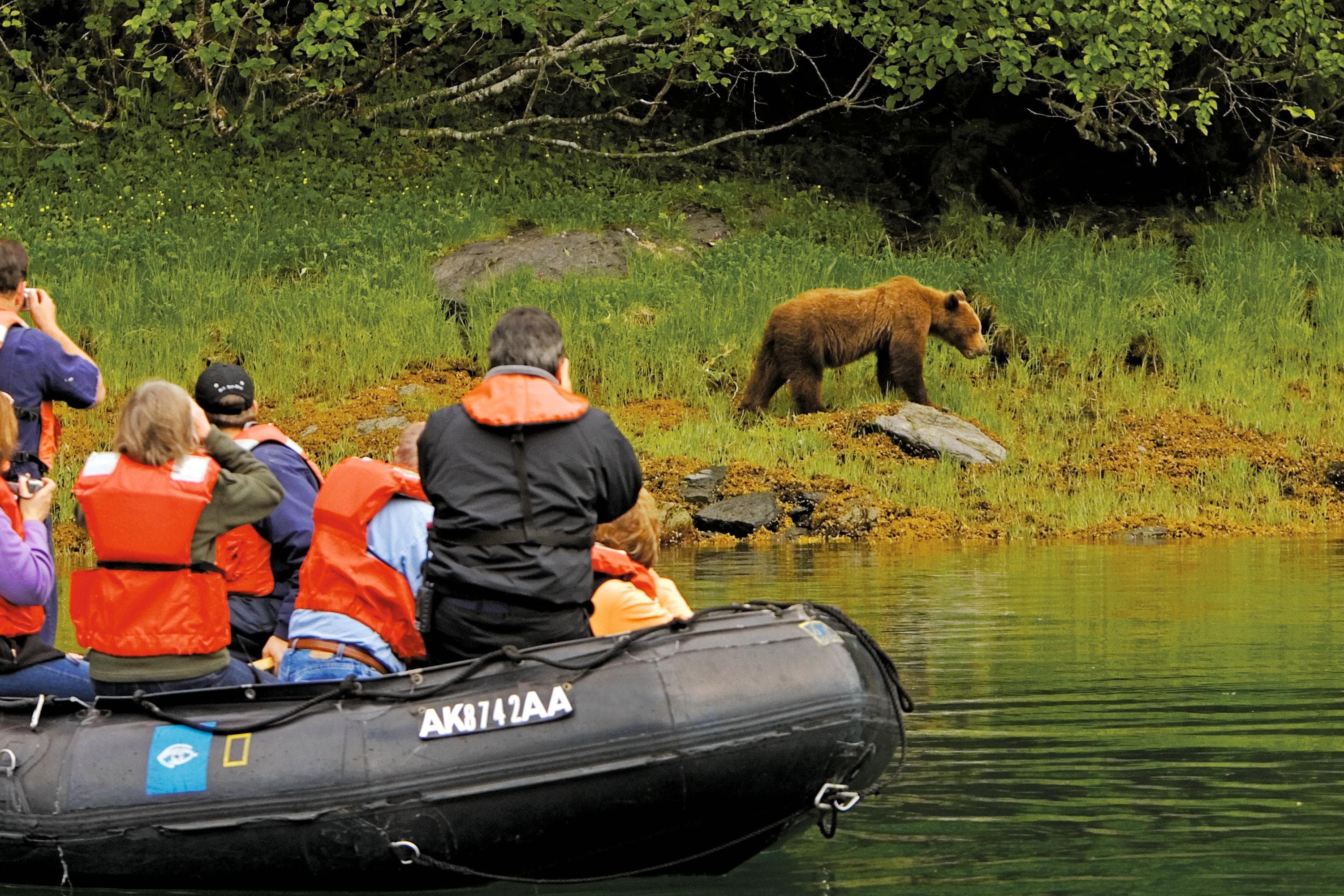 Brown Bear in Kelp Bay, Baranof Island, Tongass National Forest, Alaska, USA
