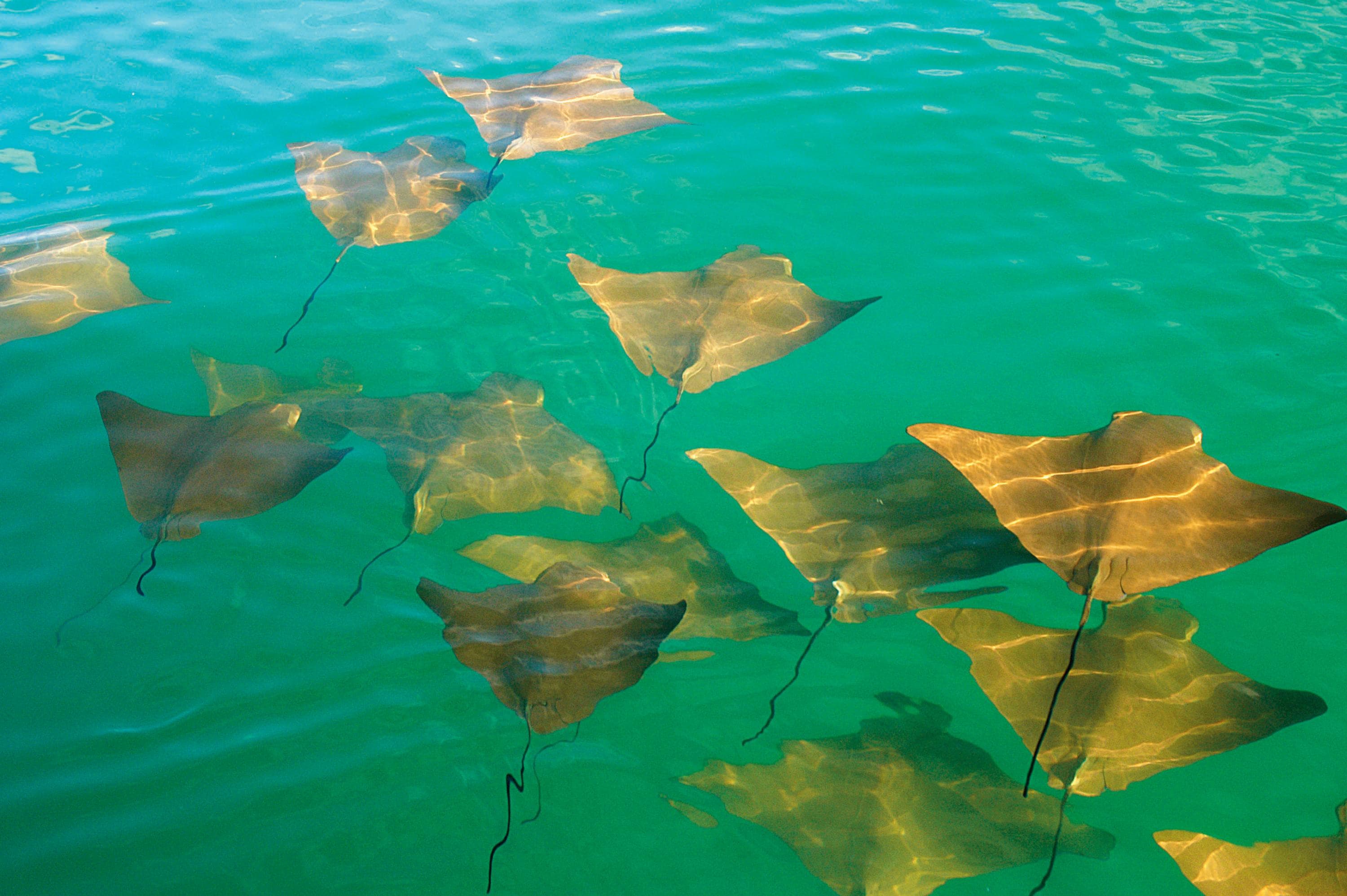 Golden stingray swim in a fever near a lagoon in Galapagos Islands, Ecuador