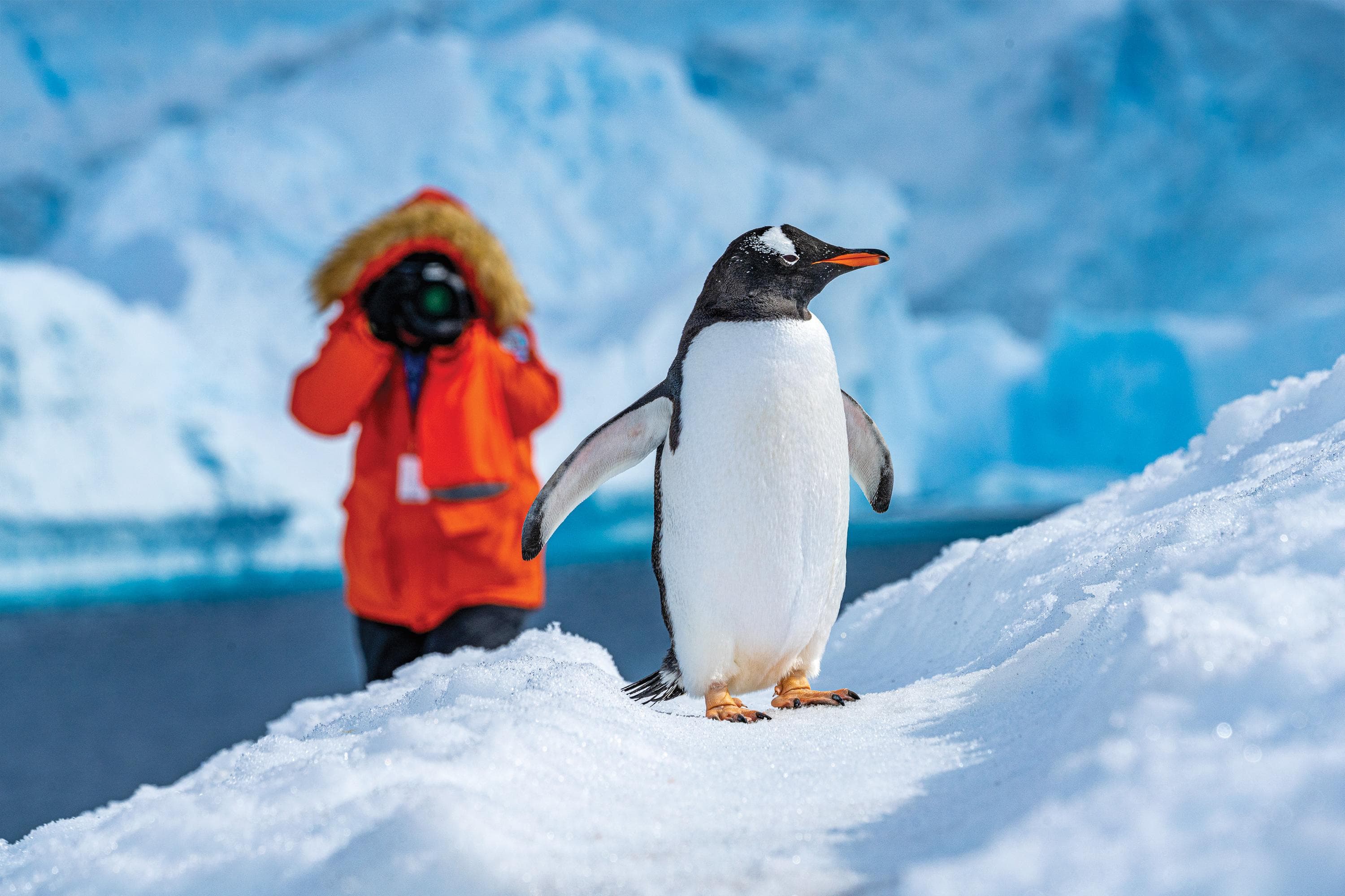 A guest taking photos of a Gentoo Penguin standing on pack Ice, Antarctica.