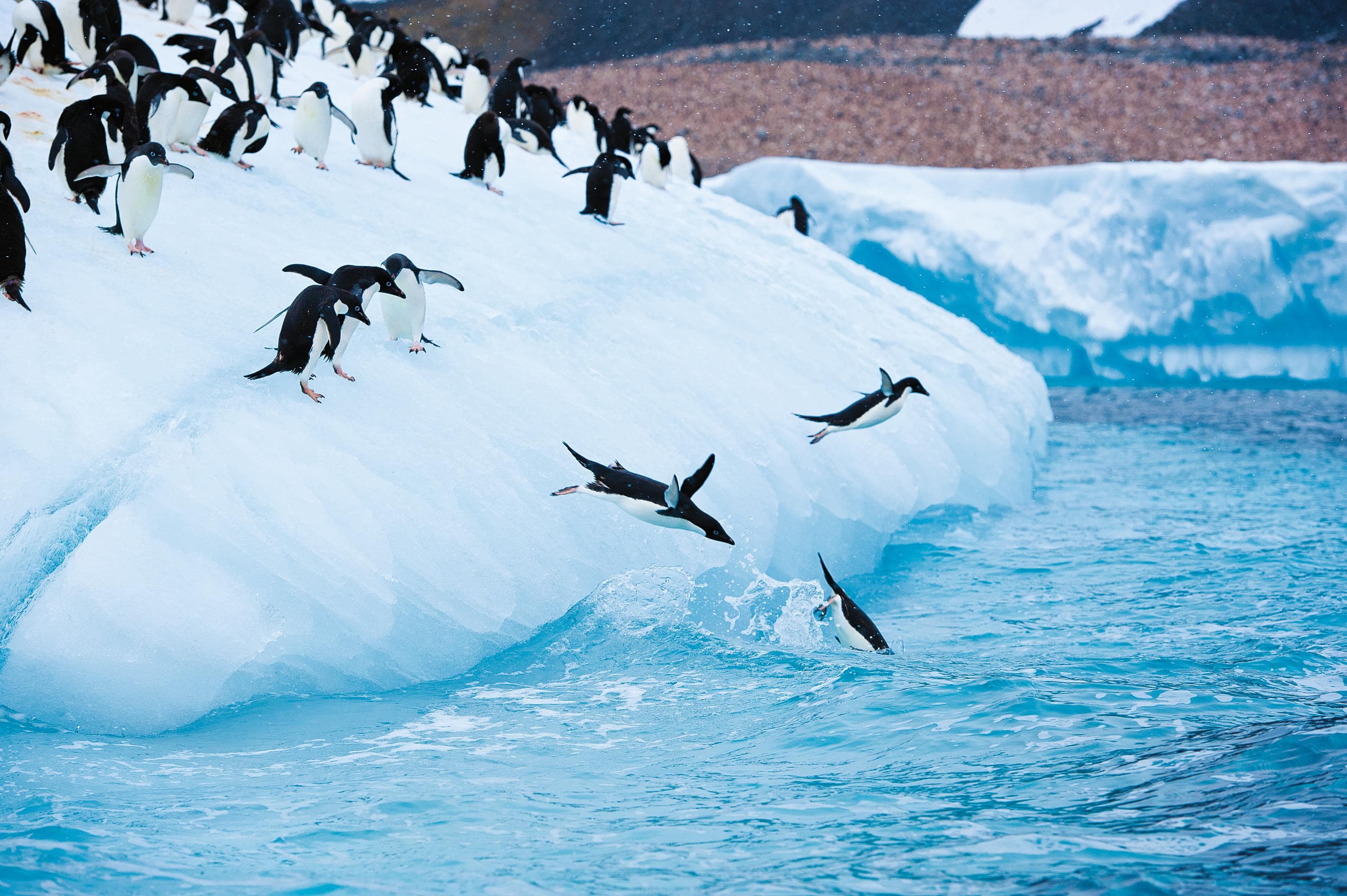 Adelie penguins take the plunge in Antarctica.
