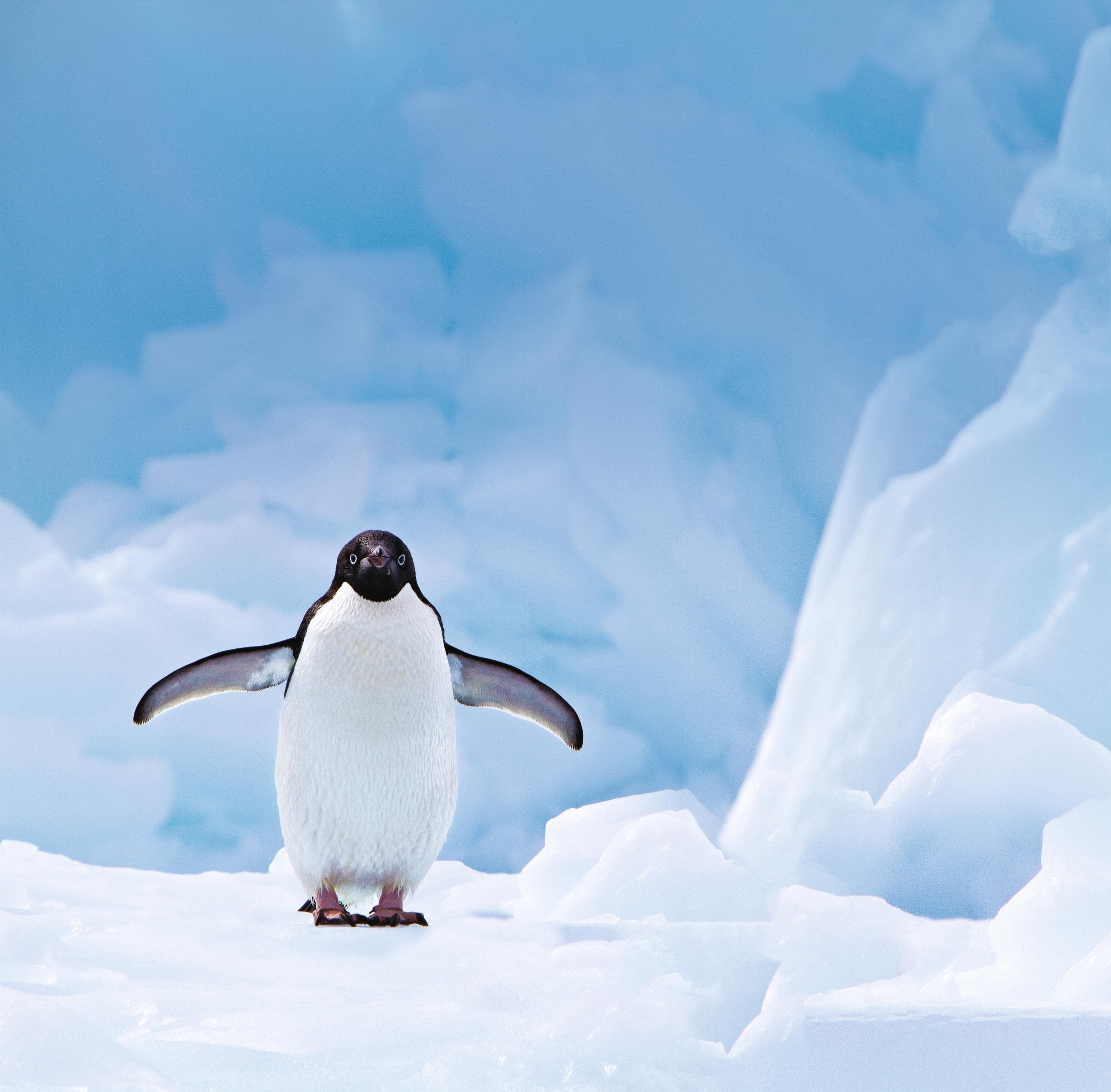 Adélie penguin with its wings stretched out near the Antarctic Peninsula, Antarctica.