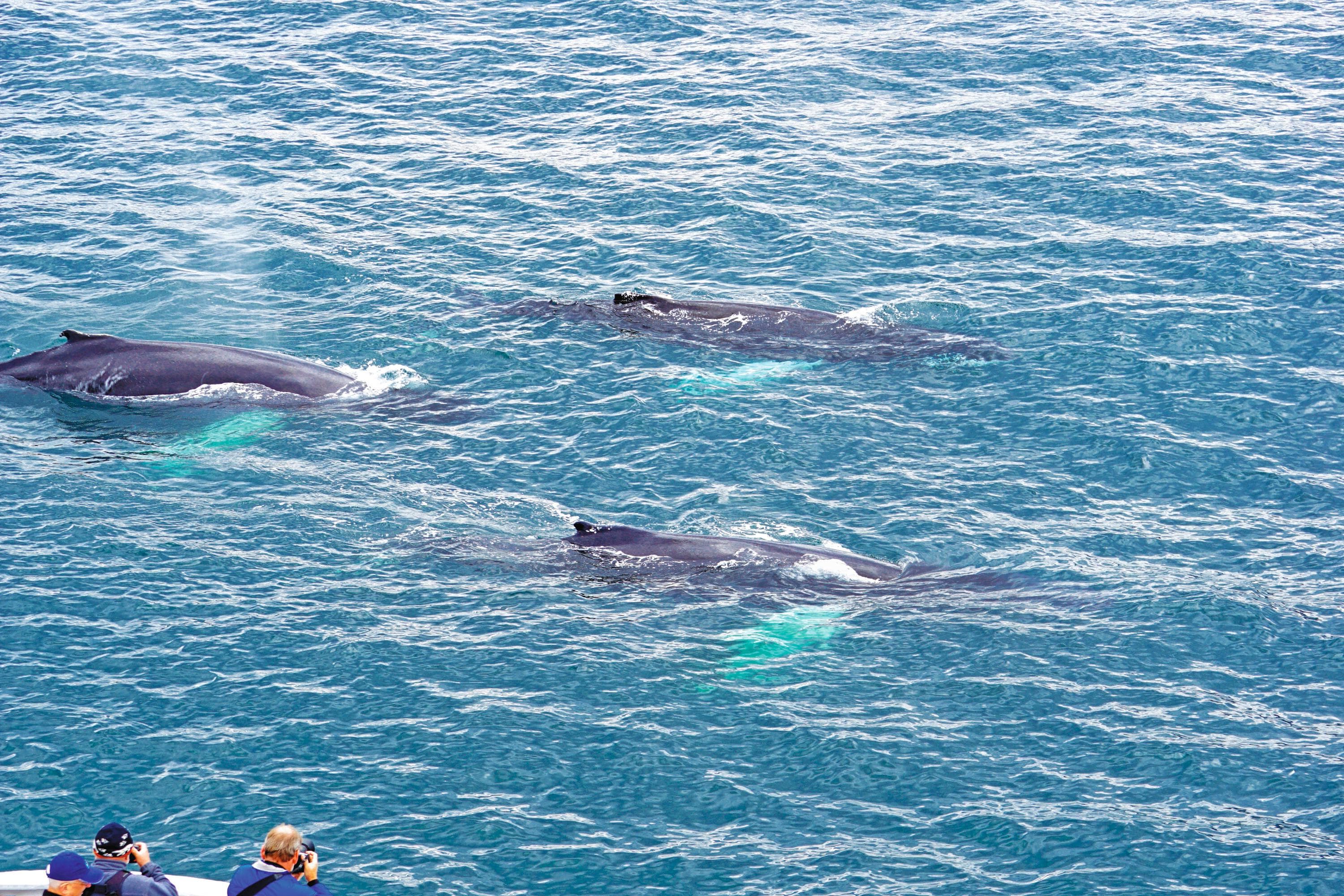 Guests viewing and photographing humpback whales, including one juvenile, fluking and breaching in Akureyri, Iceland