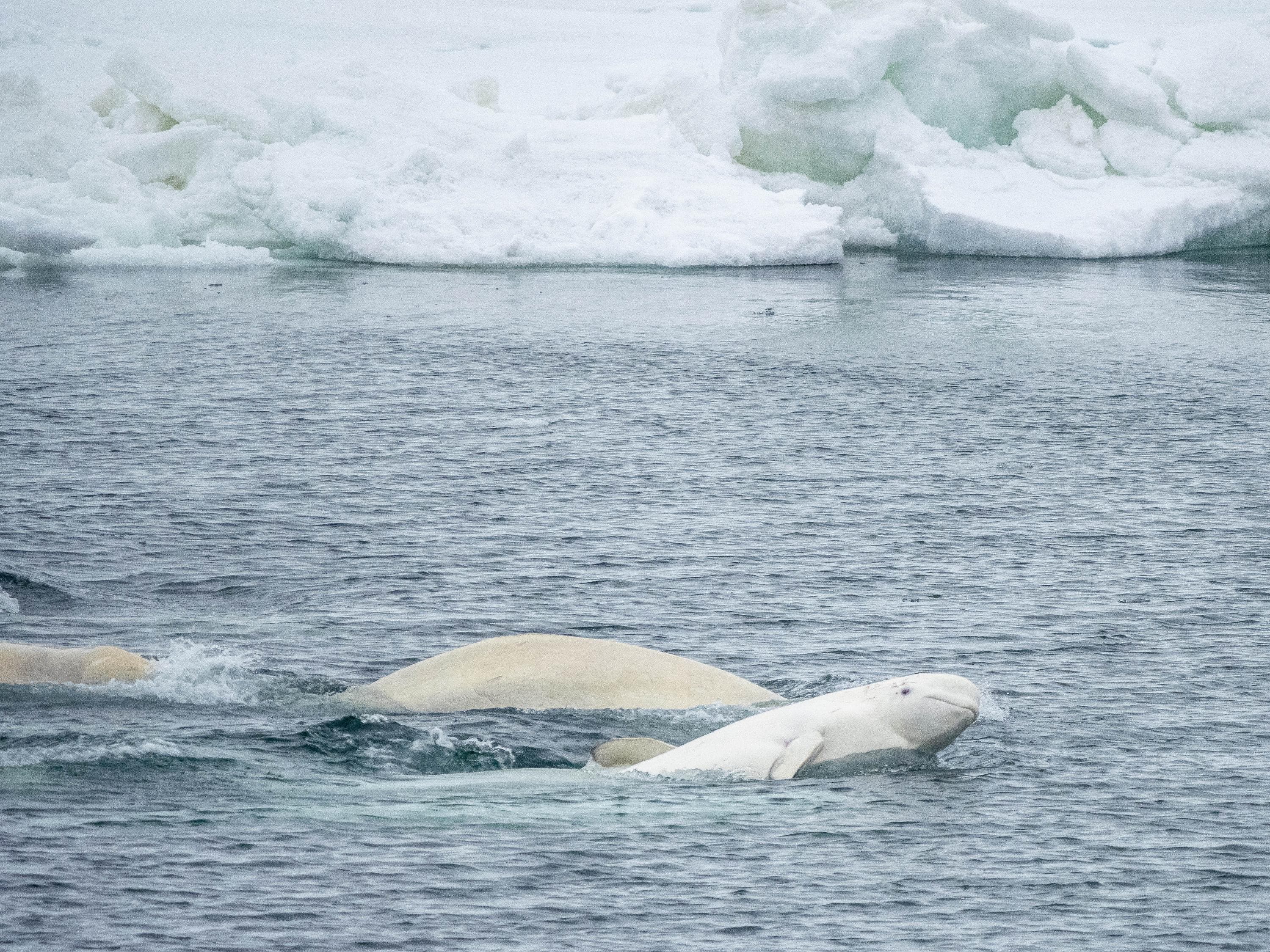 A small pod of belugas, Delphinapterus leucas, consisting of several males and one lone female mating, Svalbard..