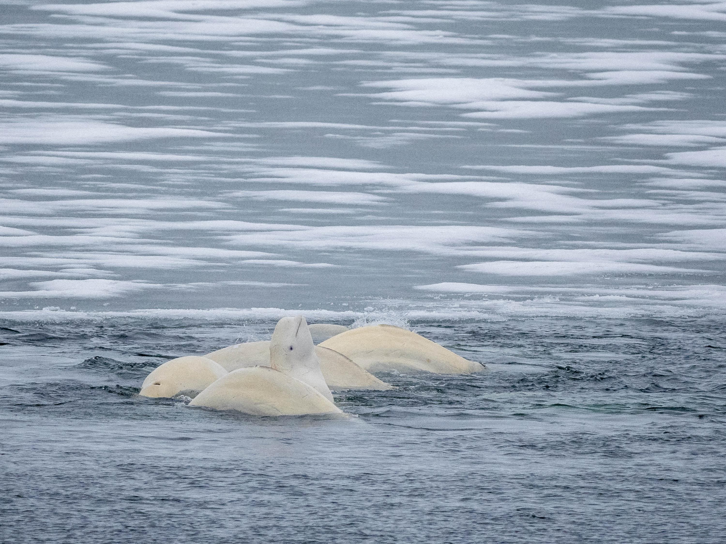 A small pod of belugas, Delphinapterus leucas, consisting of several males and one lone female mating, Svalbard..