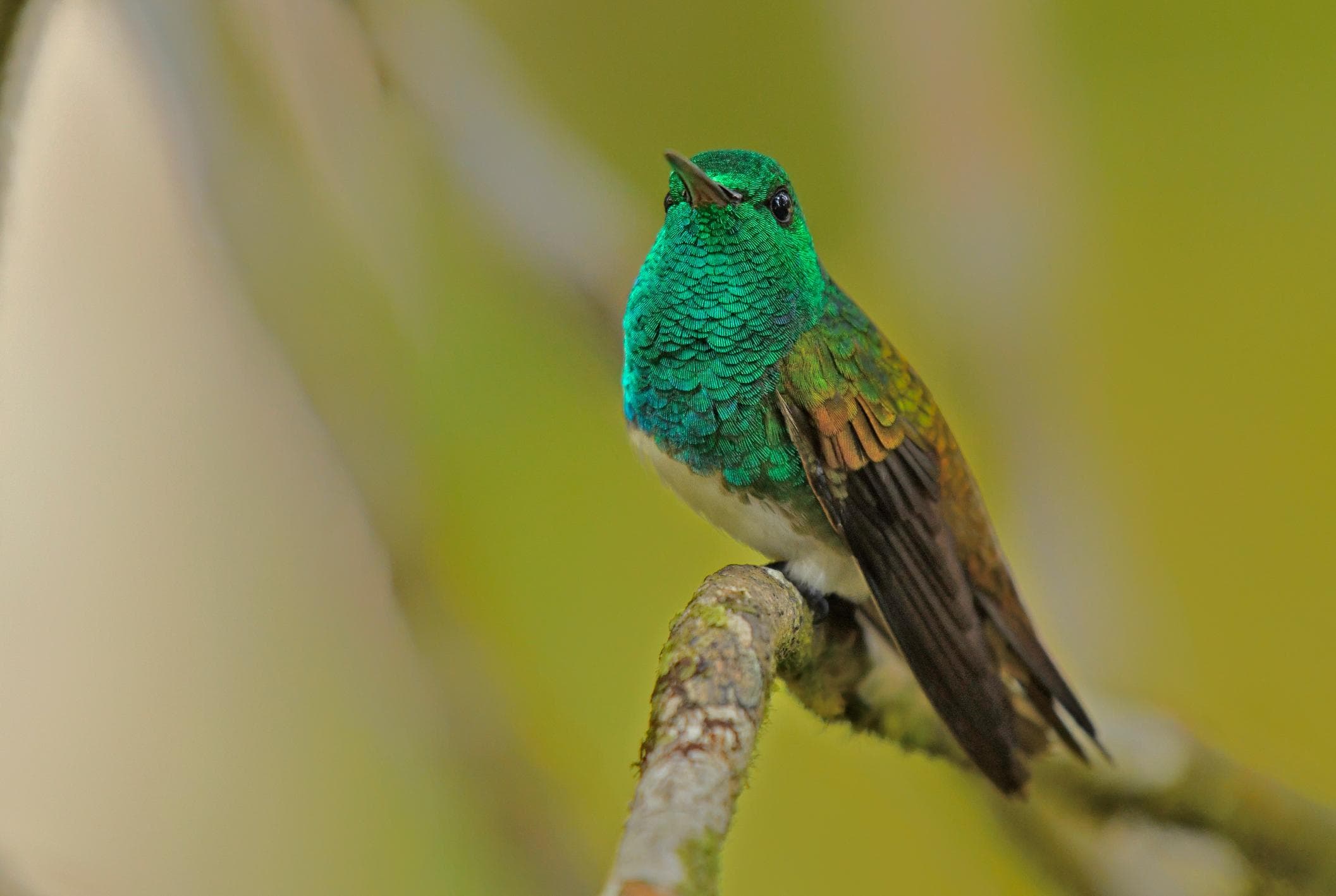 A Snowy Bellied hummingbird is perching on a branch.  The hummingbird's multicolor head, throat, and back are visible in the image.  There are various shades of iridescent green on the head and wings of the bird.
