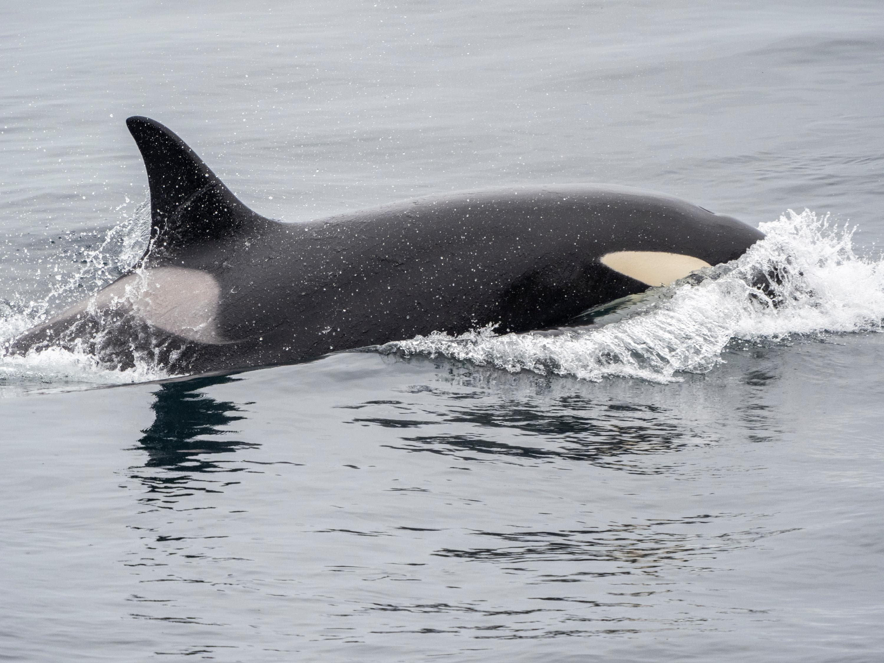 A small pod of Atlantic killer whales, Orcinus orca, surfacing just north of Tromso, Norway.